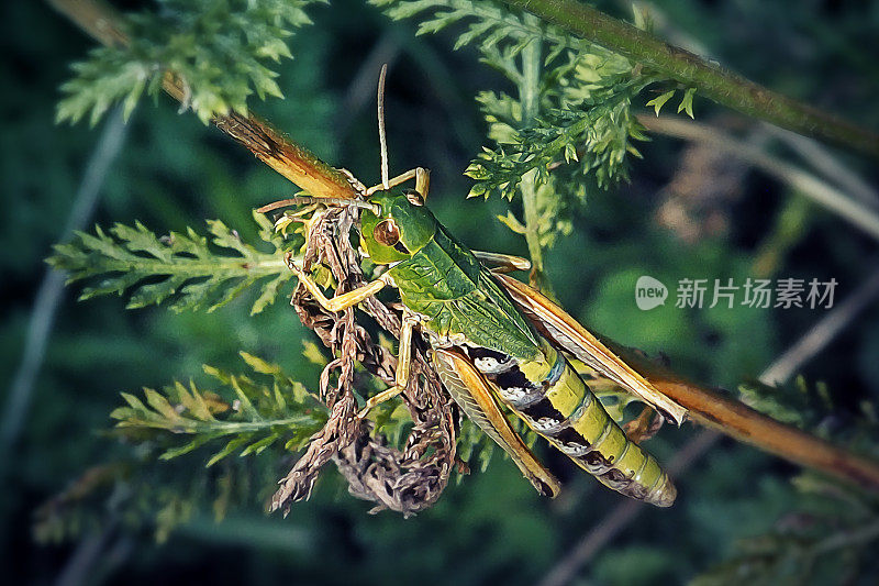 平行Chorthippus parallelus草地蚱蜢昆虫